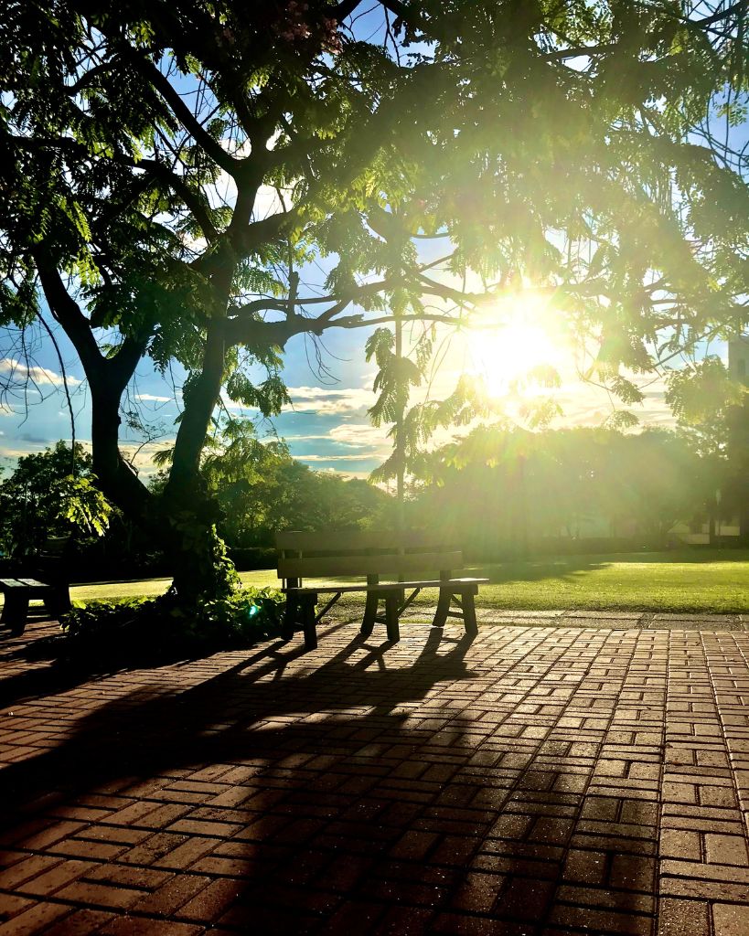 Sunlight streaming through trees onto a quiet park bench and empty pathway.