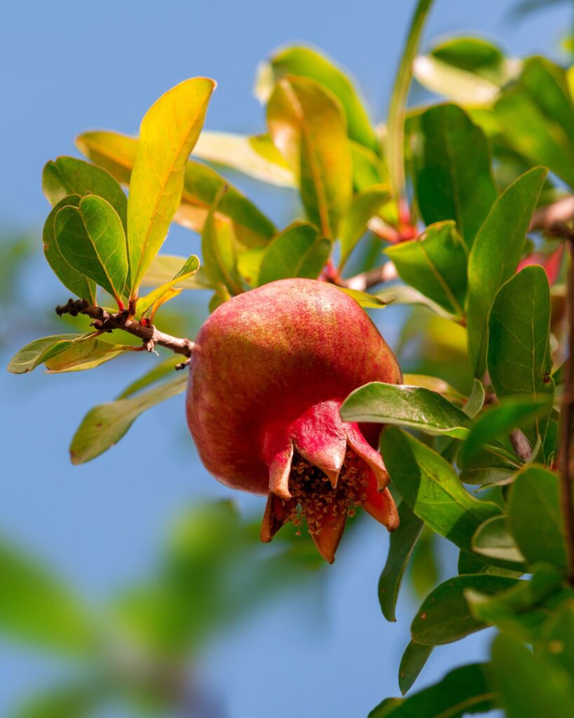 A ripe pomegranate hanging from a tree branch with green leaves against a clear sky.