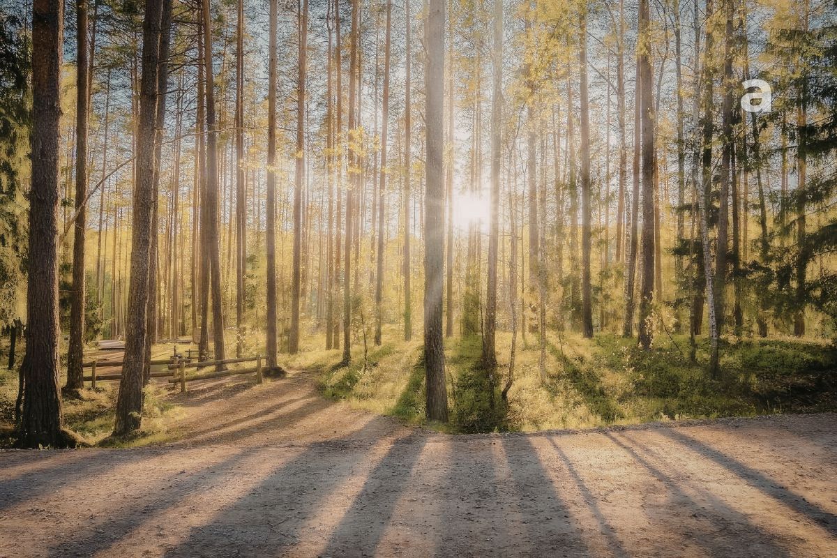 Restorative rhythm and mental clarity through intentional pacing and reduced stimulation