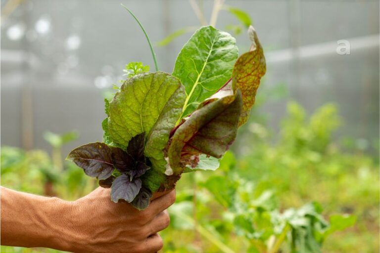 before food reaches our plate journey from farm to table through soil rain and human effort