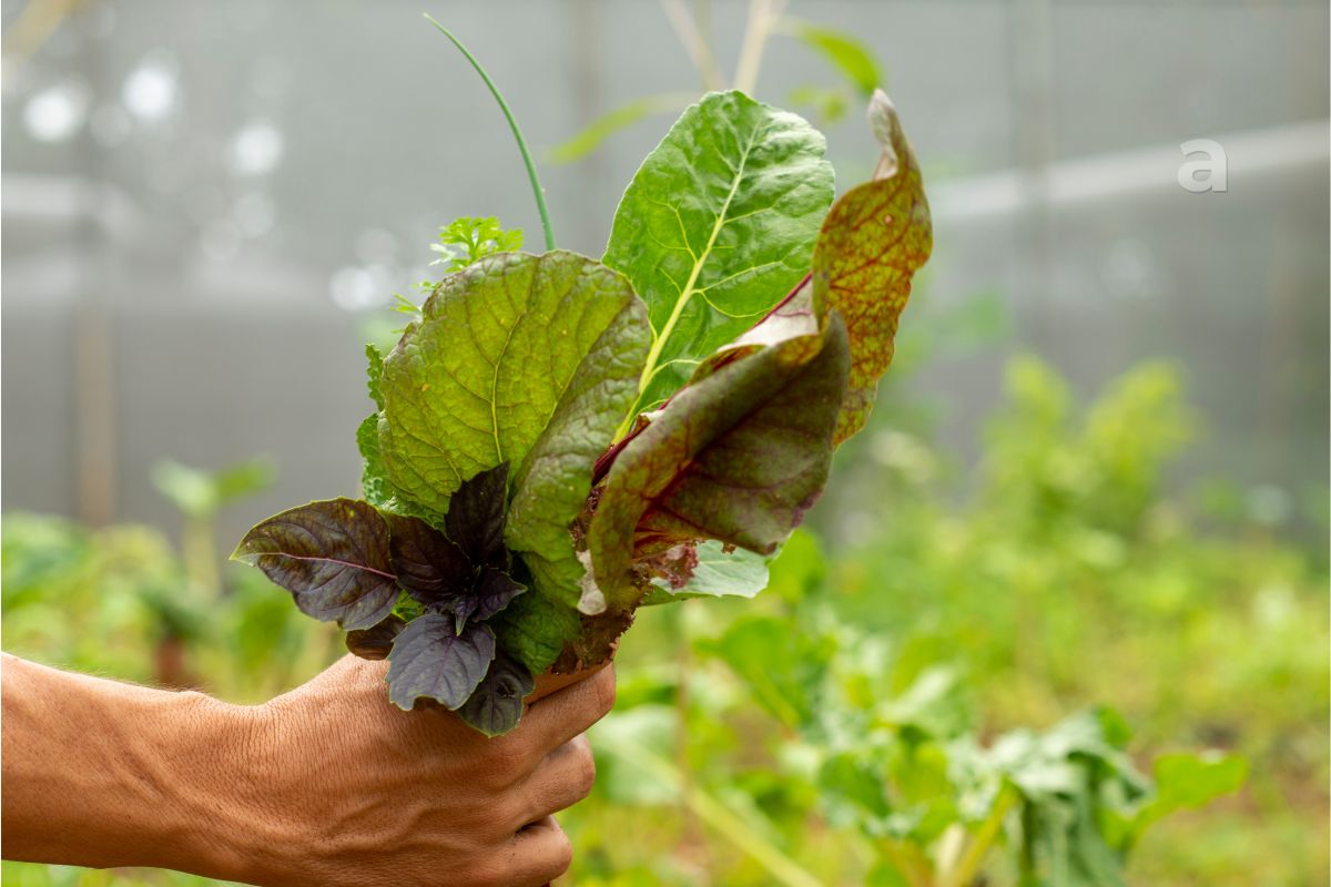 before food reaches our plate journey from farm to table through soil rain and human effort
