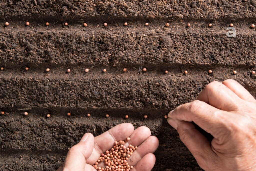 farmer planting seeds in soil beginning the journey before food reaches our plate