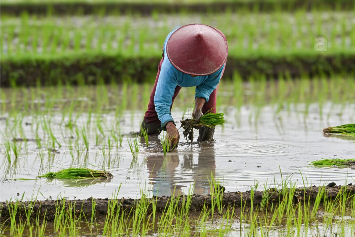 when rain means hope not just weather farmer looking at monsoon clouds over agricultural fields
