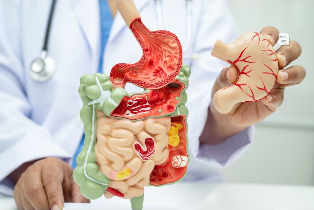 Illustration of the human digestive system explaining gut health and digestive organs.