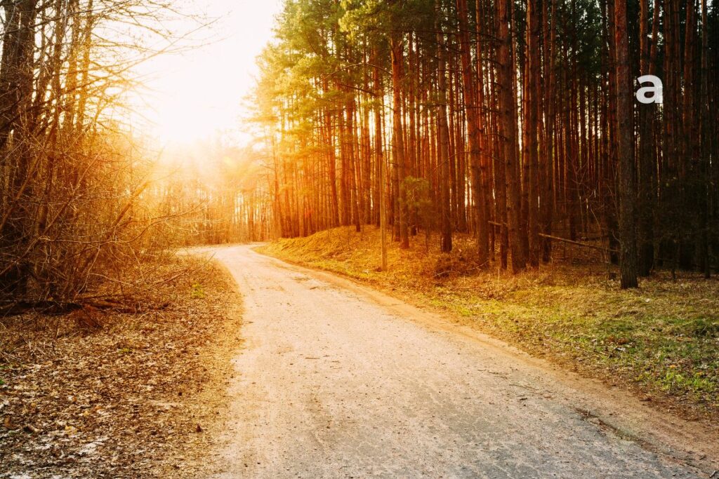sunlight shining through a forest path symbolizing hope after some doors close without making a sound