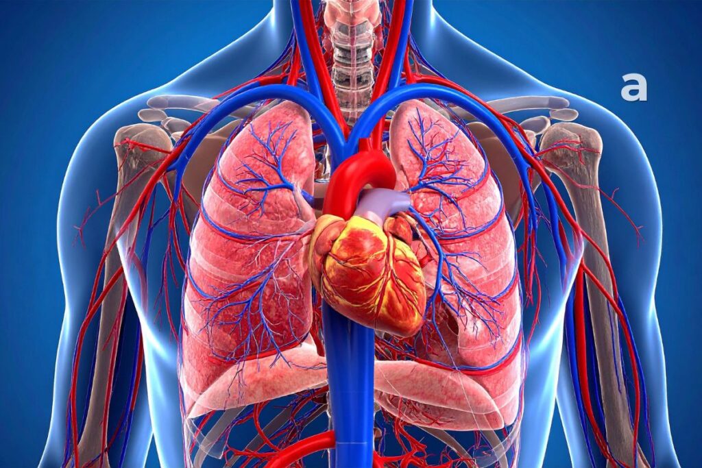 Diagram showing iron in hemoglobin carrying oxygen from the lungs to the body's tissues.